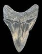 Serrated, Megalodon Tooth - Glossy Enamel #38741-2